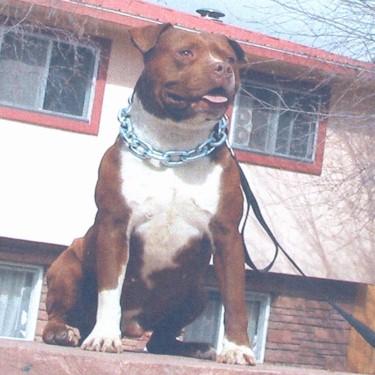 Really Real Pits Hell Bounds Kilo Pit Bull.jpg